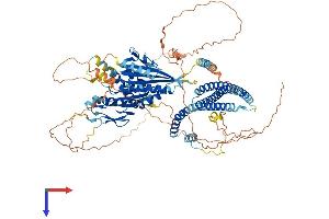 KIF18A Protein (AA 1-898) (His tag)