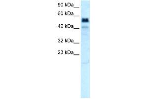 WB Suggested Anti-TBX21 Antibody Titration:  0. (T-Bet Antikörper  (Middle Region))