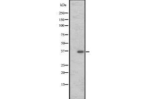 721_B cell lysate (OR3A1 Antikörper)