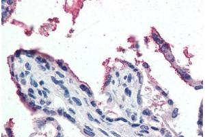 Human Placenta (formalin-fixed, paraffin-embedded) stained with GPX3 antibody ABIN364427 at 5 ug/ml followed by biotinylated anti-goat IgG secondary antibody ABIN481715, alkaline phosphatase-streptavidin and chromogen. (GPX3 Antikörper  (AA 102-114))