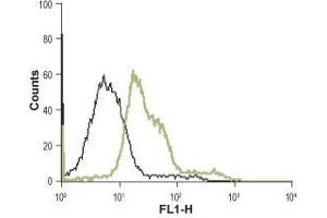Cell surface detection of α1B-Adrenoceptor in GH3 living cells: (black line) Unstained cells. (ADRA1B Antikörper  (Extracellular))