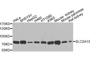Western blot analysis of extracts of various cells, using SLC2A13 antibody.