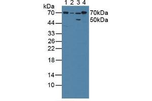 Figure. (POR Antikörper  (AA 77-518))