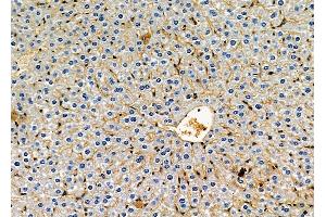 ABIN6264421 and ABIN6278673 at 1/100 staining mouse liver tissue by IHC-P. (PRKAB2 Antikörper  (N-Term))