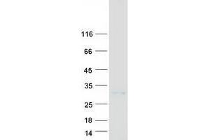 Validation with Western Blot (Casein alpha S1 Protein (CSN1S1) (Transcript Variant 1) (Myc-DYKDDDDK Tag))