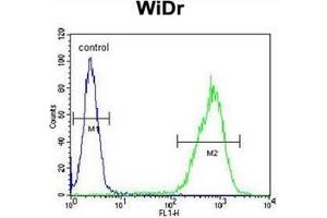 Flow Cytometry (FACS) image for anti-Melanomaderived Leucine Zipper Extra-Nuclear Factor (MLZE) (AA 221-250), (Middle Region) antibody (ABIN952464)