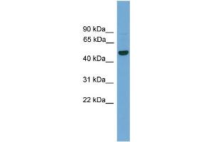 WB Suggested Anti-GRAMD3  Antibody Titration: 0. (GRAMD3 Antikörper  (Middle Region))