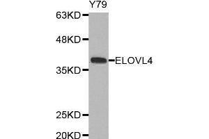 ELOVL4 Antikörper  (AA 1-100)