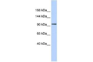 ZNF560 antibody used at 0. (ZNF560 Antikörper  (Middle Region))