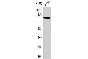 Western Blot analysis of HeLa cells using BARD1 Polyclonal Antibody (BARD1 Antikörper  (N-Term))