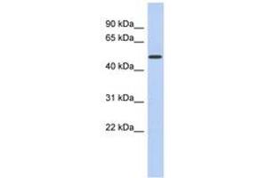 Image no. 1 for anti-Family with Sequence Similarity 71, Member D (FAM71D) (AA 287-336) antibody (ABIN6743048)
