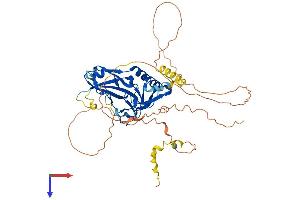 TBX20 Protein (AA 1-445) (His tag)