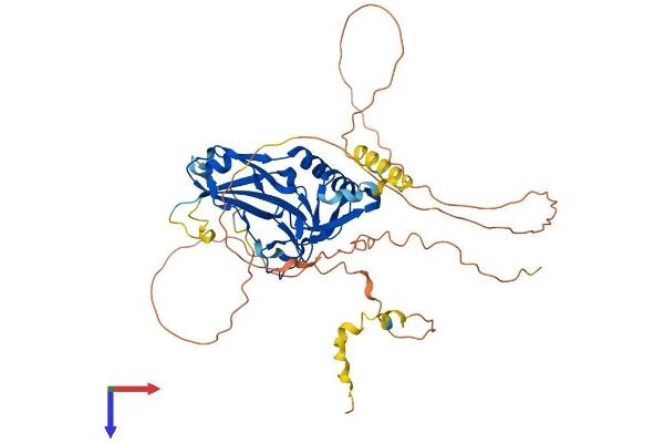TBX20 Protein (AA 1-445) (His tag)