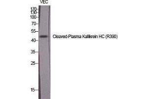 Western Blot (WB) analysis of specific cells using Cleaved-Plasma Kallikrein HC (R390) Polyclonal Antibody. (Plasma Kallikrein HC (Arg390), (cleaved) Antikörper)
