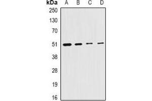 Western blot analysis of Citrate Synthase expression in HepG2 (A), MCF7 (B), mouse liver (C), rat testis (D) whole cell lysates.