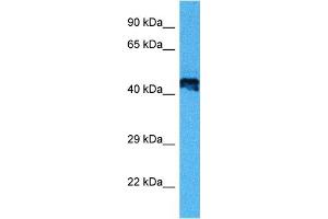 Host:  Mouse  Target Name:  E2F2  Sample Tissue:  Mouse Heart  Antibody Dilution:  1ug/ml (E2F2 Antikörper  (Middle Region))