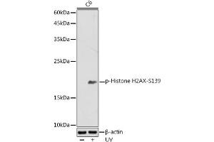 Western blot analysis of extracts of C6 cells, using Phospho-Histone H2AX-S139 antibody (ABIN3023621, ABIN3023622, ABIN3023623, ABIN1513352 and ABIN6225475) at 1:500 dilution. (Histone H2A Antikörper  (pSer139))