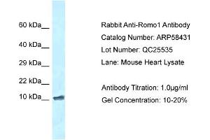 Western Blotting (WB) image for anti-Reactive Oxygen Species Modulator 1 (ROMO1) (N-Term) antibody (ABIN971588) (ROMO1 Antikörper  (N-Term))