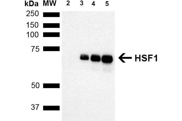 HSF1 Antikörper  (AA 378-395) (Biotin)