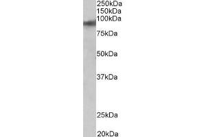 ZNF652 Antikörper  (AA 594-606)