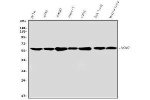 Western blot analysis of nmt55/p54nrb using anti-nmt55/p54nrb antibody (ABIN3044530). (NONO Antikörper  (N-Term))