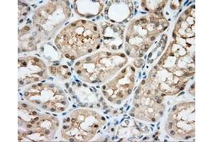 Immunohistochemical staining of paraffin-embedded Kidney tissue using anti-NIT2 mouse monoclonal antibody. (NIT2 Antikörper)