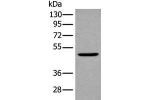 Western blot analysis of Mouse brain tissue lysate using B4GAT1 Polyclonal Antibody at dilution of 1:800 (B3GNT1 Antikörper)