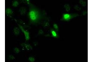 Immunofluorescence (IF) image for anti-Uridine-Cytidine Kinase 1 (UCK1) antibody (ABIN1501665) (UCK1 Antikörper)