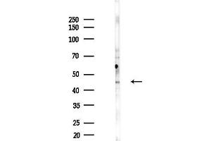 Western blot analysis of lysates from B16F10-LUC cells(UV,30 min treatment), using Phospho-CXCR4 (Ser339) Antibody at 1/1000 dilution.