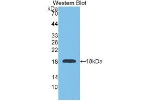 Western Blotting (WB) image for anti-Glyceraldehyde-3-Phosphate Dehydrogenase (GAPDH) (AA 2-148) antibody (ABIN1078089) (GAPDH Antikörper  (AA 2-148))