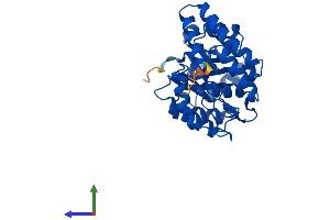Protein Structure (PS) image for N-Acetylneuraminate Pyruvate Lyase (Dihydrodipicolinate Synthase) (NPL) (AA 1-320) protein (His tag) (ABIN7561338)