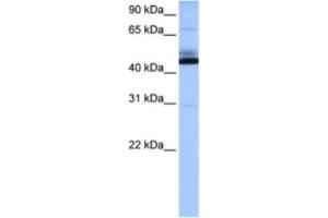 Western Blotting (WB) image for anti-Chromosome 15 Open Reading Frame 27 (C15orf27) antibody (ABIN2463540) (C15orf27 Antikörper)