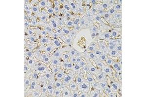 Immunohistochemistry of paraffin-embedded mouse liver using SLC6A1 antibody. (SLC6A1 Antikörper)