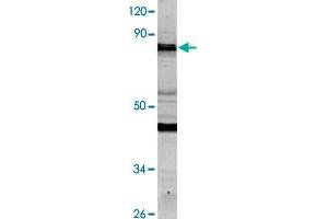 Western blot analysis of HeLa cell lysate with NCAPH polyclonal antibody  at 1:500 dilution. (NCAPH Antikörper)