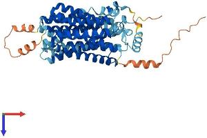 SLC17A4 Protein (AA 1-492) (His tag)