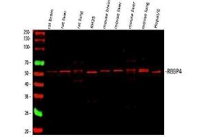 Western blot analysis of RbAp48 using anti-RbAp48 antibody (ABIN3043920). (Retinoblastoma Binding Protein 4 Antikörper  (C-Term))