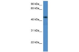 WB Suggested Anti-ADORA2A Antibody Titration: 0. (Adenosine A2a Receptor Antikörper  (C-Term))