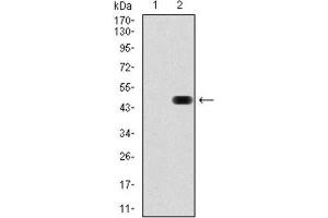 Western Blotting (WB) image for anti-RAP1A, Member of RAS Oncogene Family (RAP1A) antibody (ABIN1845371) (RAP1A Antikörper)