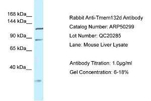 WB Suggested Anti-Tmem132d Antibody   Titration: 1. (TMEM132D Antikörper  (Middle Region))
