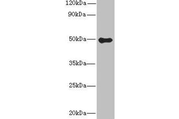 Gasdermin B Antikörper  (AA 63-310)