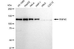 Western blotting analysis using RNF40 antibody (ABIN7800634).