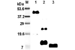 Western blot analysis using anti-RELM-β (mouse), mAb (MRB 46L)  at 1:2'000 dilution. (RETNLB Antikörper)