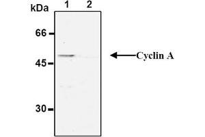 Western Blotting (WB) image for anti-Cyclin A2 (CCNA2) antibody (Biotin) (ABIN2853583) (Cyclin A Antikörper  (Biotin))