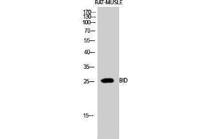 Western Blotting (WB) image for anti-BH3 Interacting Domain Death Agonist (BID) (Internal Region) antibody (ABIN3172738) (BID Antikörper  (Internal Region))