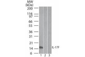 Western Blotting (WB) image for anti-Interleukin 17F (IL17F) antibody (ABIN1043780) (IL17F Antikörper)