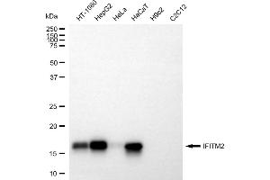 Western blotting analysis using IFITM2 antibody (ABIN7799083).