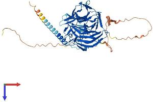 AlphaFold protein structure predicition of Human Recombinant KLHDC4 Protein, UniprotID Q8TBB5 (KLHDC4 Protein (AA 1-520) (His tag))