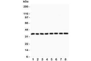 Western blot testing of Cyclin D3 antibody and Lane 1:  rat testis;  2: (r) thymus;  3: (r) lung;  4: (r) ovary;  5: human Jurkat;  6: (h) A549;  7: (h) MCF-7;  8: (h) HeLa lysate