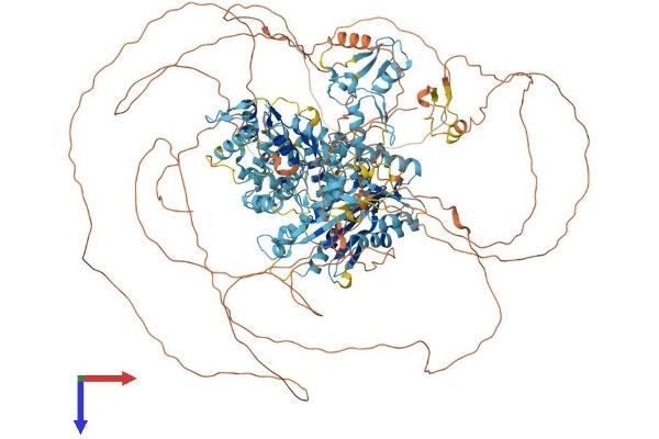 POGZ Protein (AA 1-1410) (His tag)