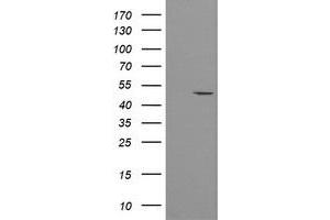 Image no. 1 for anti-Protein O-Fucosyltransferase 2 (POFUT2) antibody (ABIN1500327) (POFUT2 Antikörper)